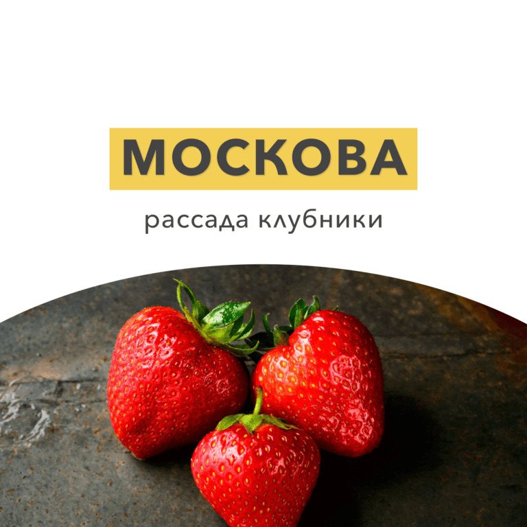 Клубника Москова