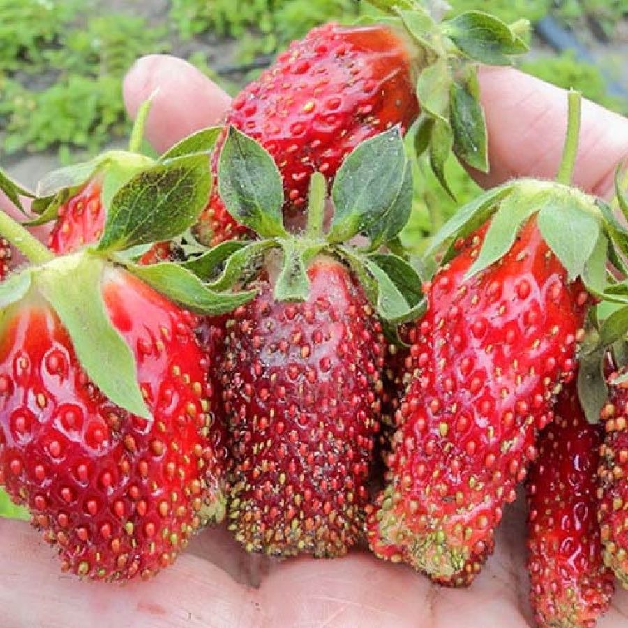 Клубника Мускатная Бирюлевская