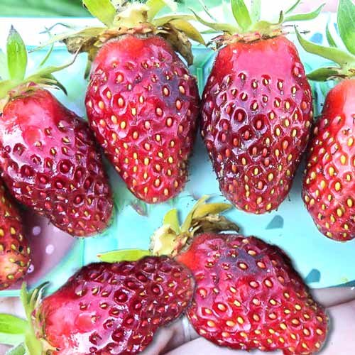 Клубника Мускатная Бирюлевская