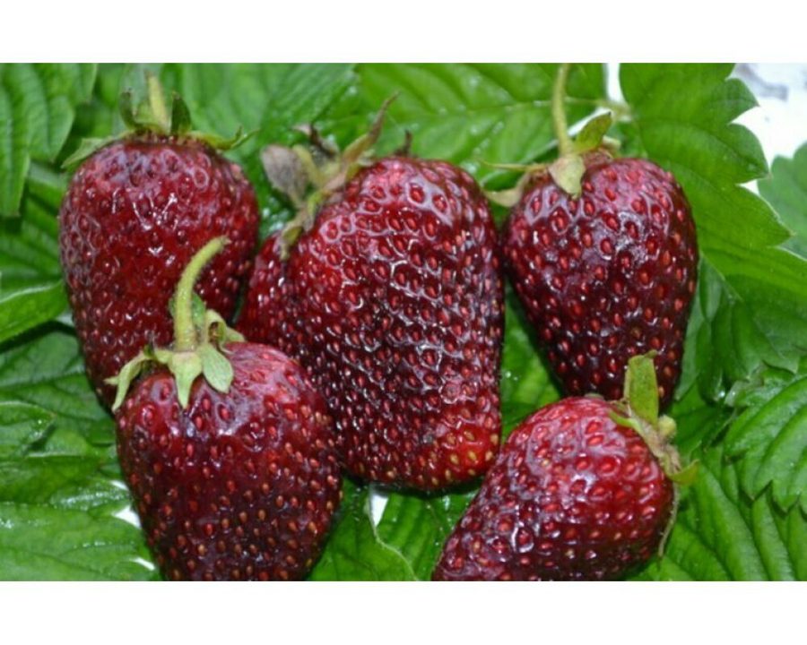 Клубника Мускатная Бирюлевская
