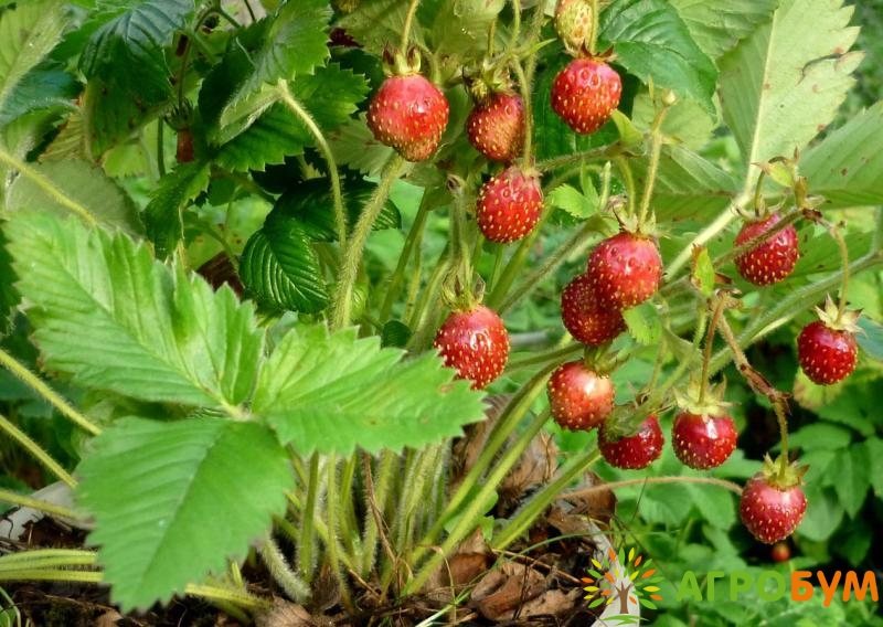Клубника Мускатная