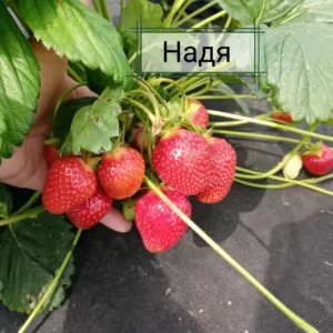 Клубника Надя