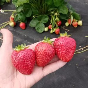 Клубника Надя