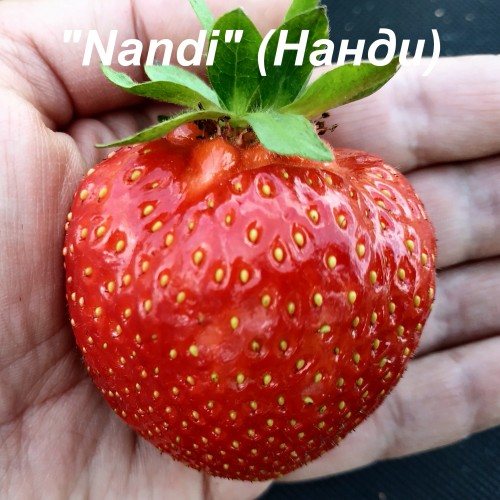 Клубника Нанди
