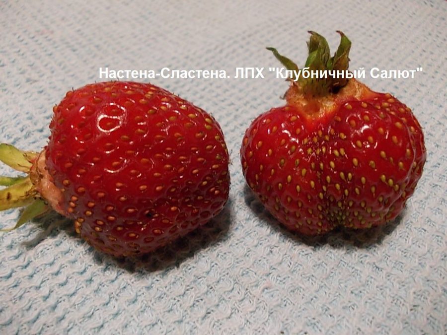 Клубника Настена Сластена