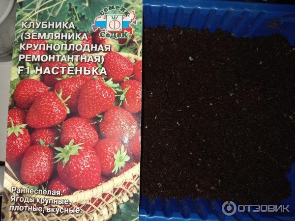 Земляника Настенька F1