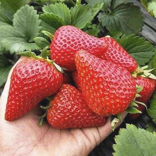 Клубника Нинг Ю