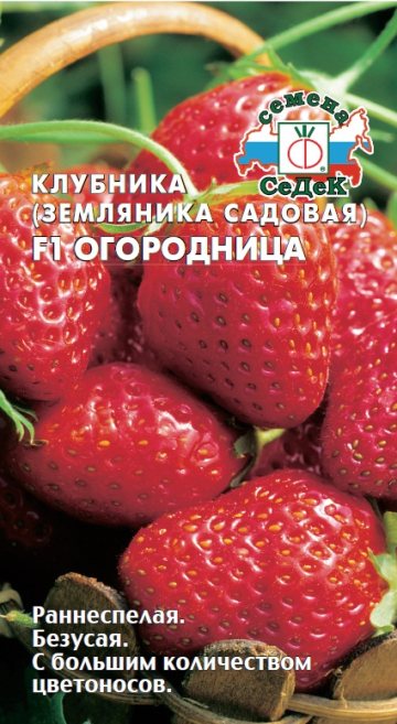 Земляника Огородница F1