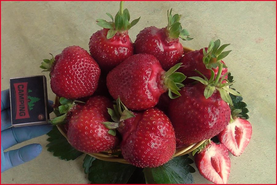 Клубника Олимпия