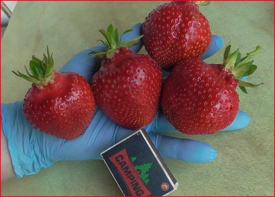 Клубника Олимпия
