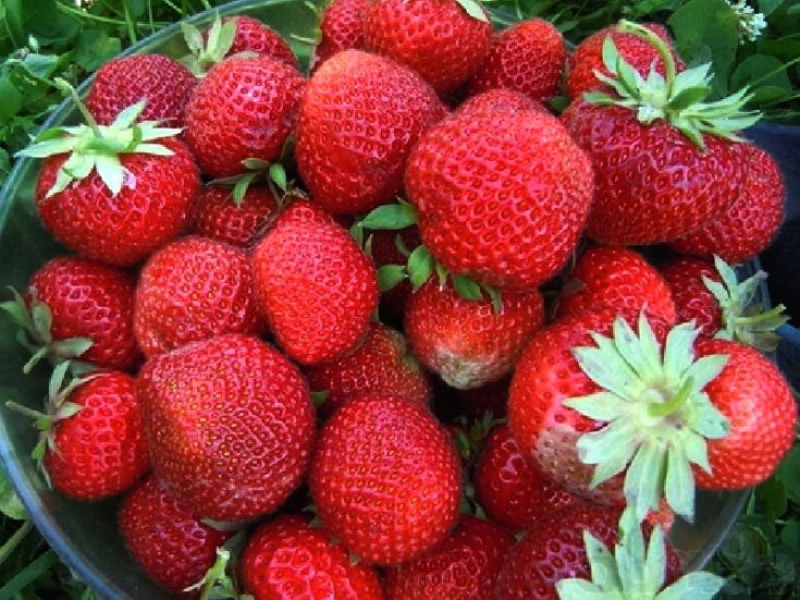 Клубника Ольвия