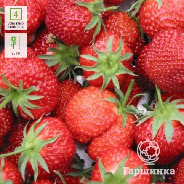 Клубника Остара
