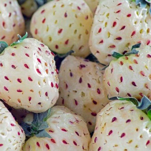 Клубника Пайнберри (Ананасная)