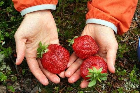 Клубника Пенсионер Челси