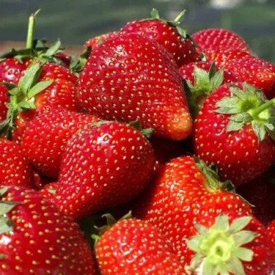 Клубника Перчинкью