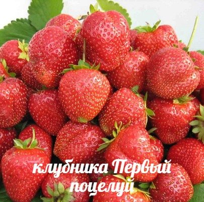 Клубника Первый поцелуй