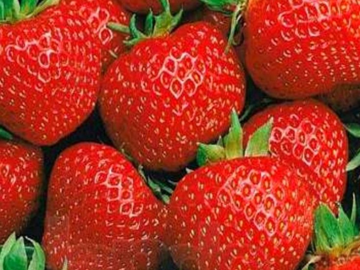 Клубника Полка
