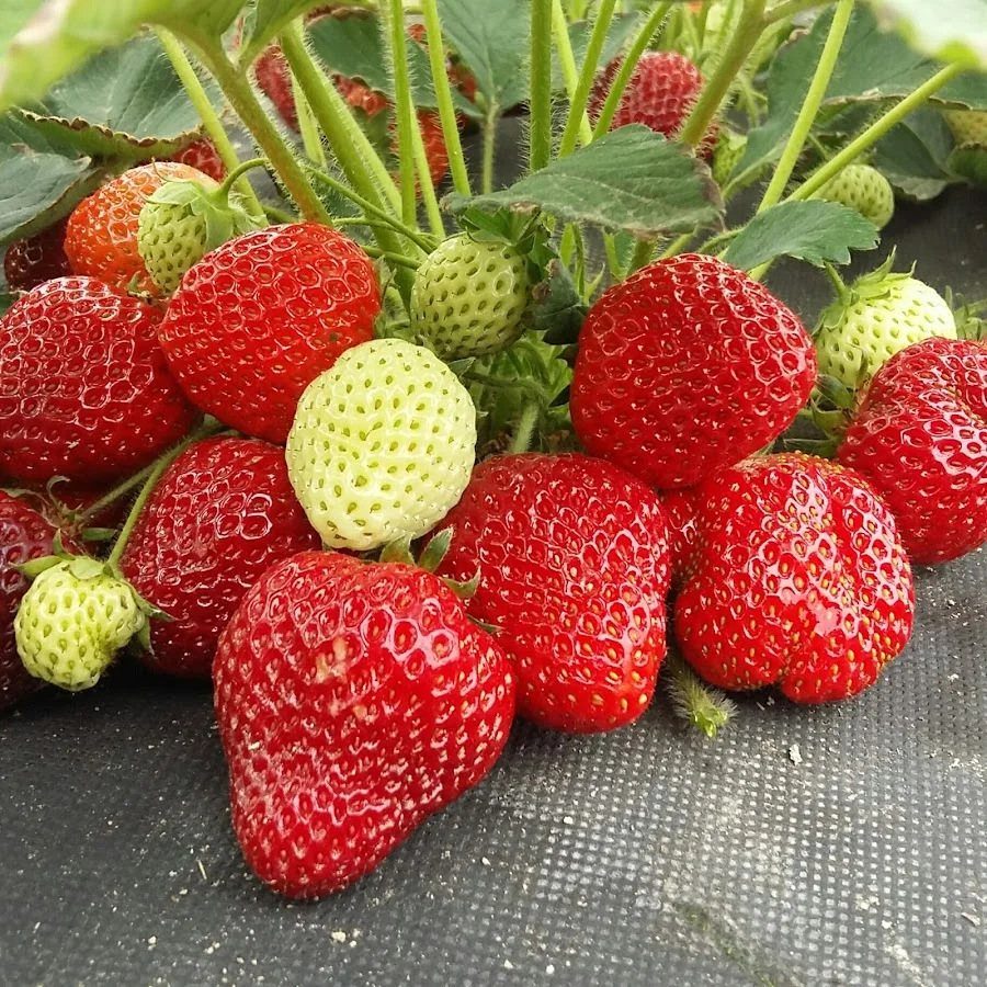 Клубника Порландо