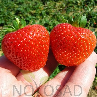 Клубника Портола