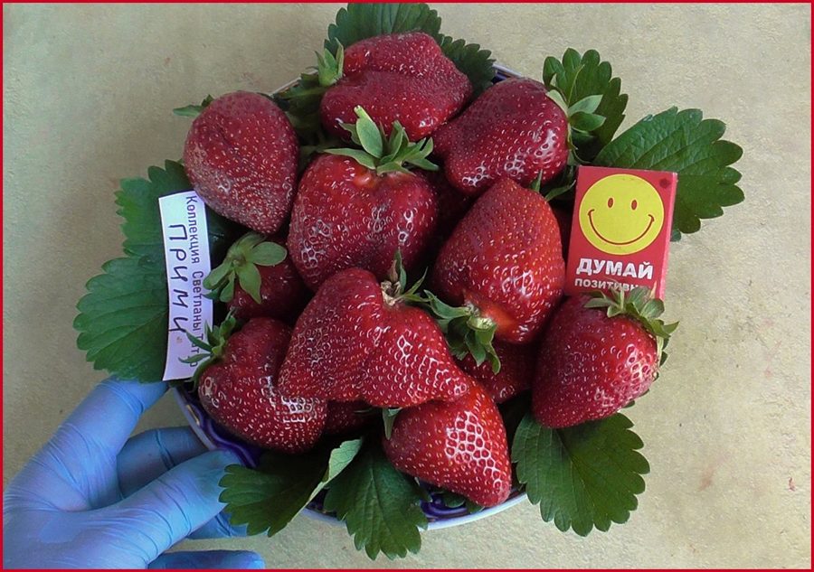 Клубника Прими