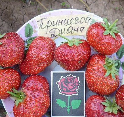 Клубника Принцесса Диана