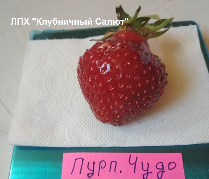 Клубника Пурпурное чудо