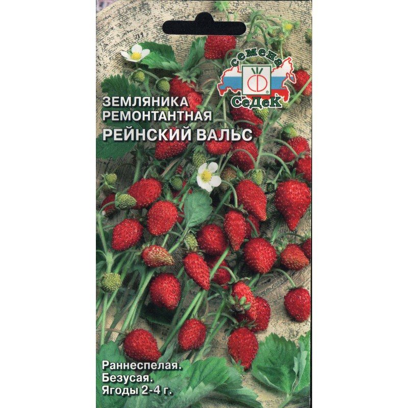 Земляника Рейнский вальс