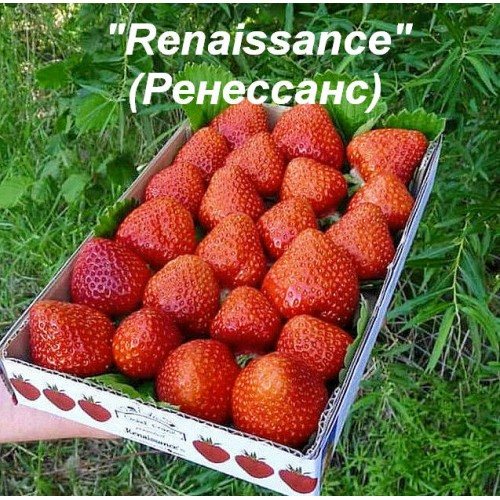 Клубника Ренессанс