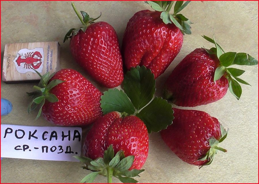 Клубника Роксана