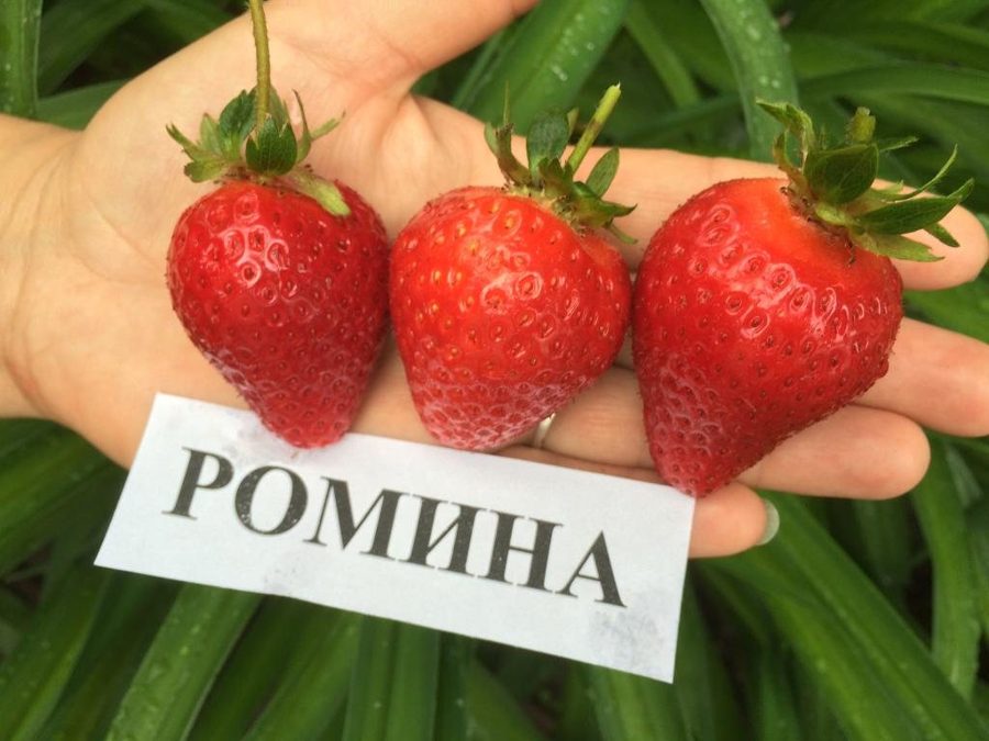 Клубника Ромина