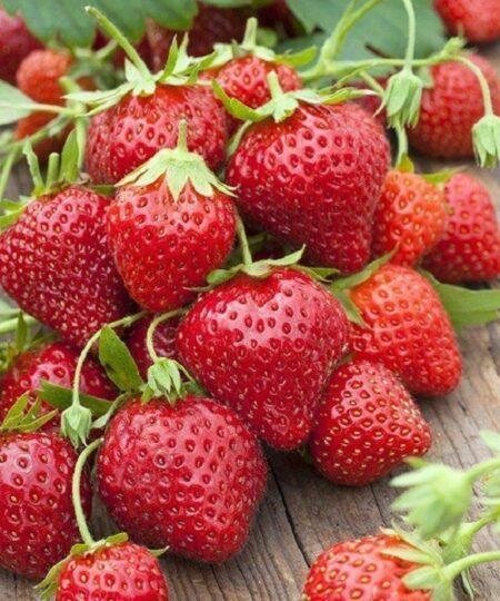 Клубника Роял Ройс