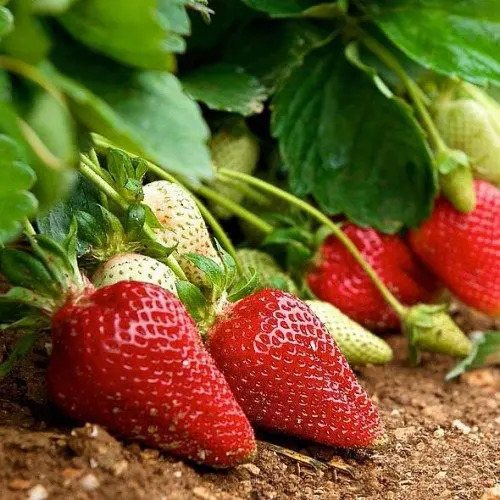 Клубника Розария
