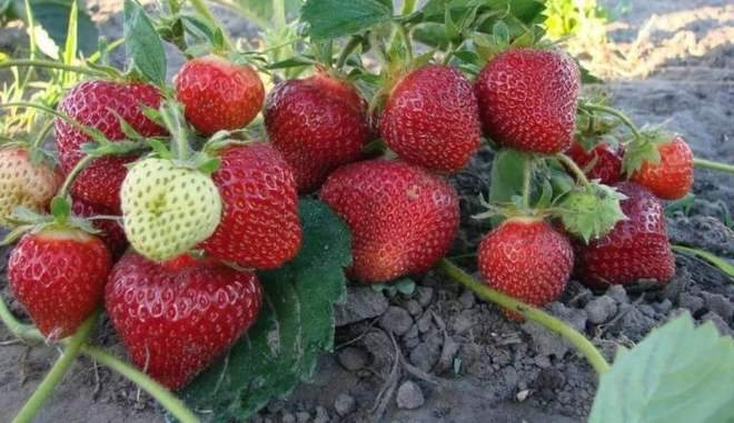 Клубника Розовый фламинго
