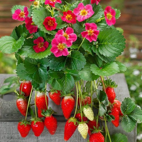Клубника Розовый фламинго