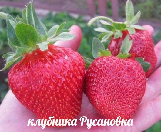 Клубника Русановка