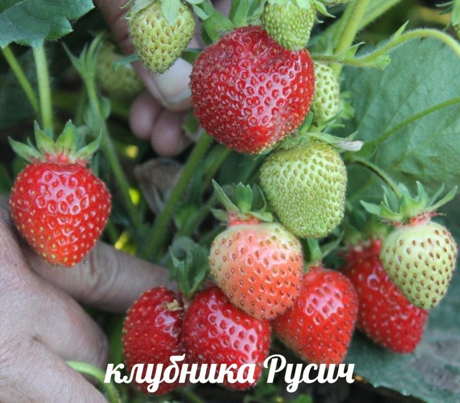Клубника Русич