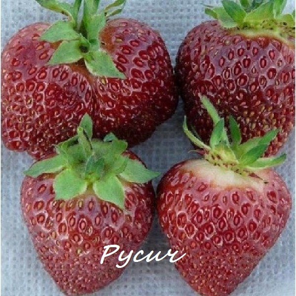 Клубника Русич