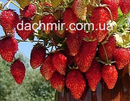 Земляника Рюген