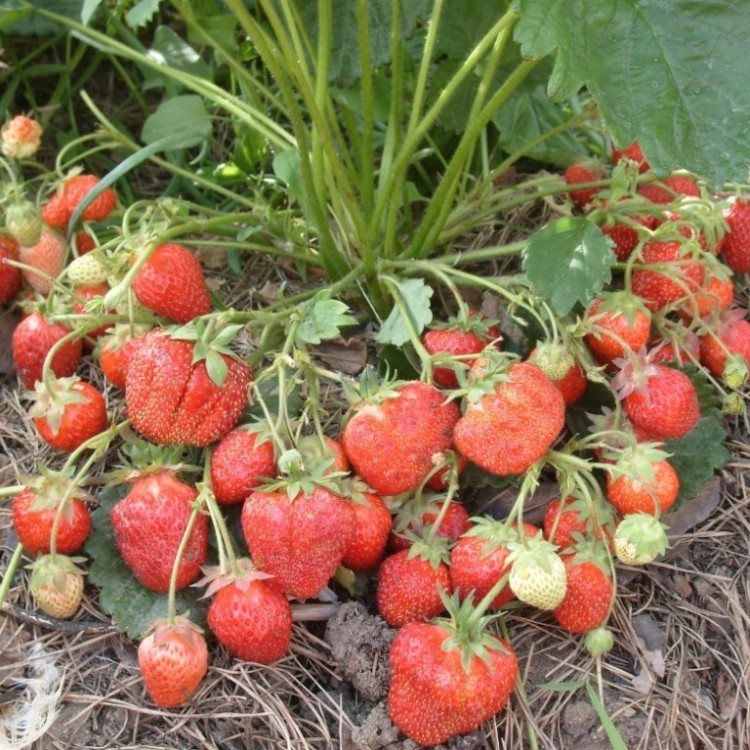 Клубника Сахалинская