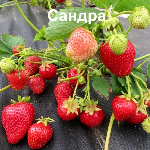 Клубника Сандра