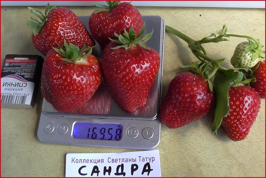 Клубника Сандра