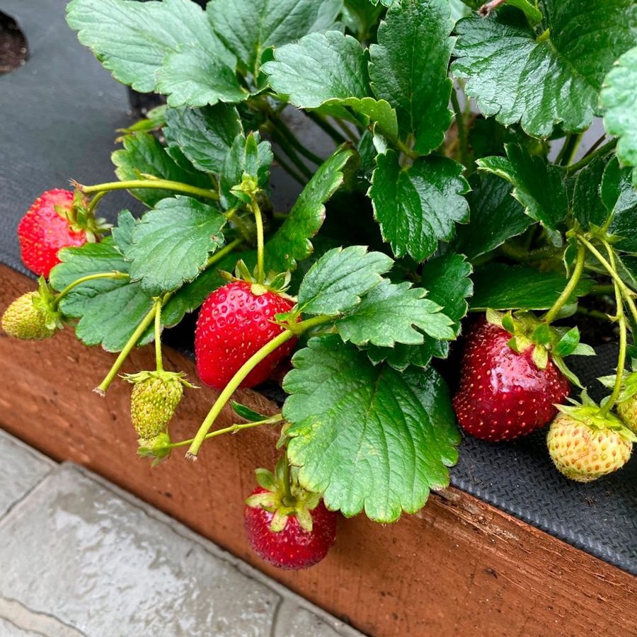 Земляника Санькина Любовь