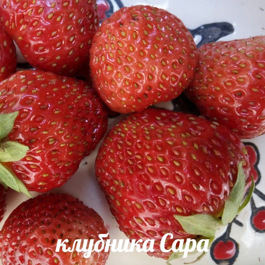 Клубника Сара