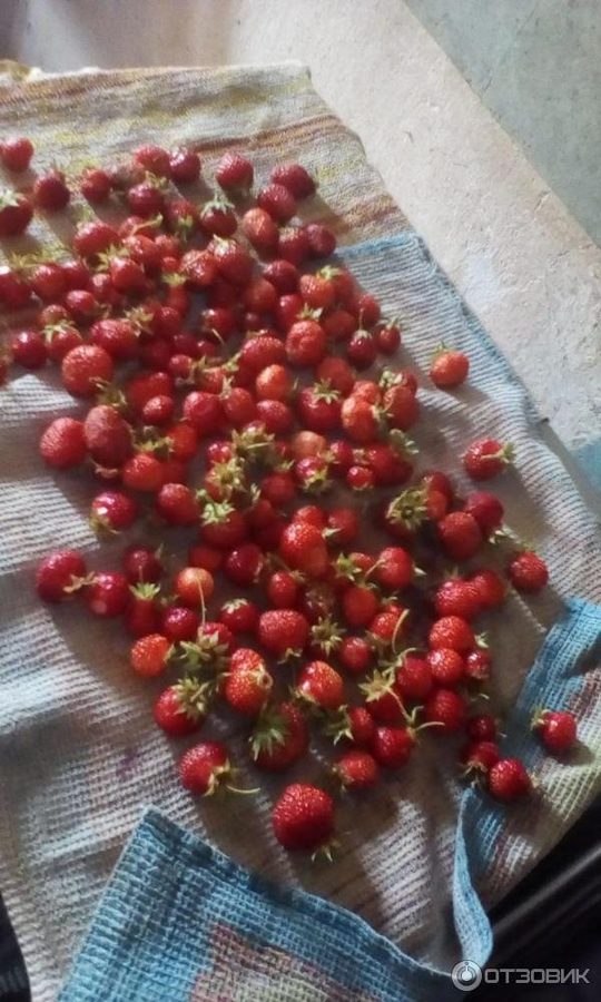 Земляника Сариан