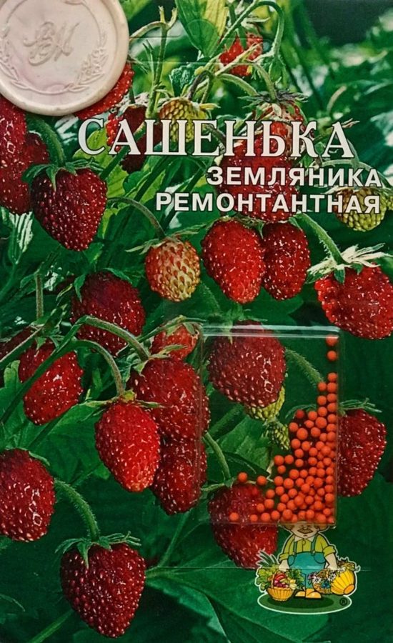 Земляника Сашенька F1