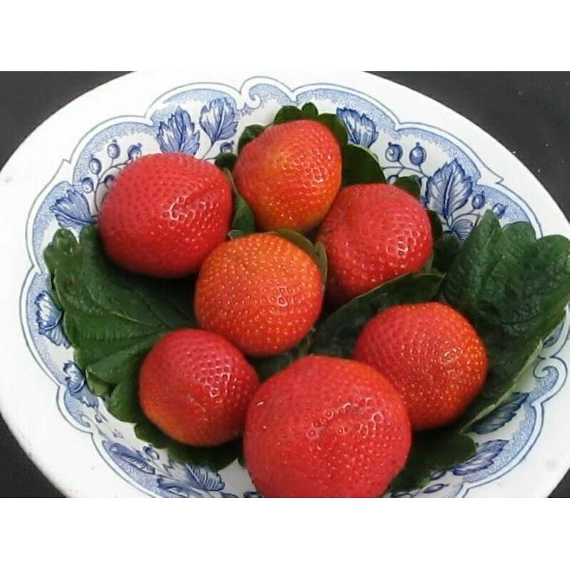 Клубника Сенсация