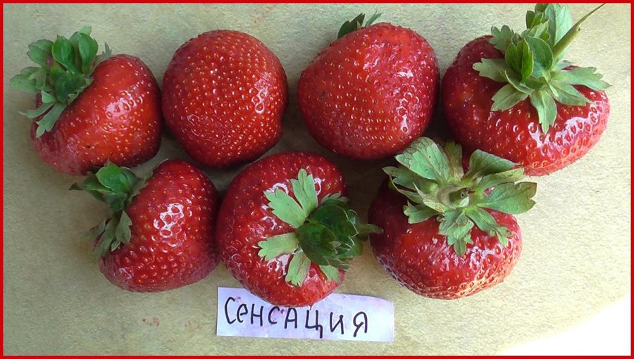 Клубника Сенсация
