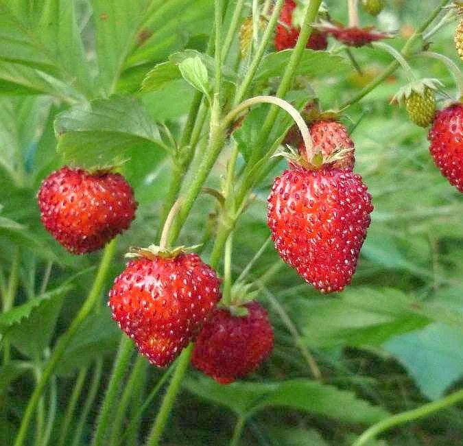 Земляника Сентябрьский сюрприз
