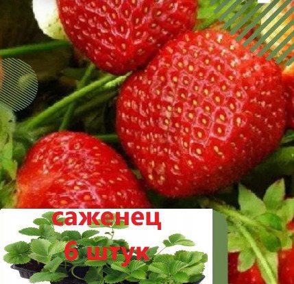 Клубника Шанель