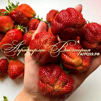 Клубника Шапка Мономаха